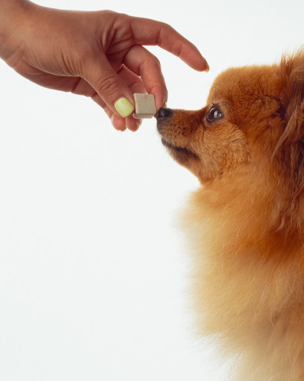 Una mano ofrece un bite a un pomerania